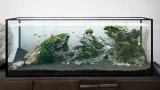 AQUASCAPING