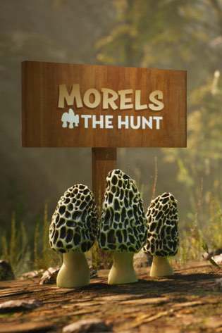 Morels: The Hunt