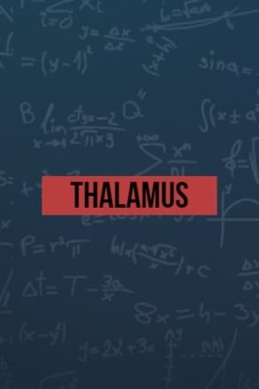 Thalamus